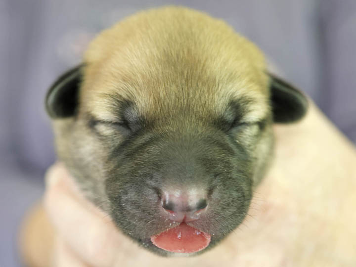 chinook puppy